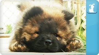 Chow Chow Puppy Falls Asleep  PuppyLove [upl. by Durning]