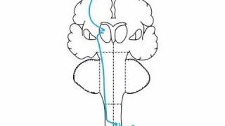 sensory examination  anatomy  Spinothalamic [upl. by Kalmick]