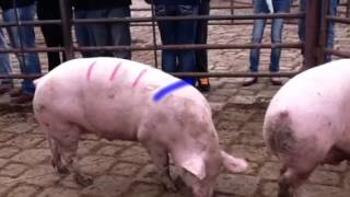 Basics of livestock judging [upl. by Winshell]