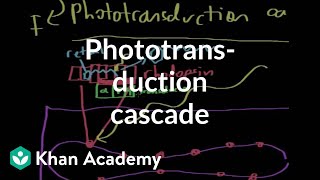 The phototransduction cascade  Processing the Environment  MCAT  Khan Academy [upl. by Hiamerej]