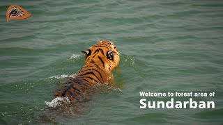 Sundarban National Park Tourism 2021 Tiger Reserve  Sundarban forest animal Royal Bengal Tiger [upl. by Alexia428]