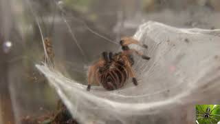 Young South American Greenbottle Blue Tarantula [upl. by Hyams258]