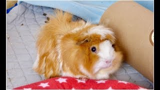 Changing to Fleece Bedding  GuineaDad Fleece Cage Liner Review [upl. by Norm716]