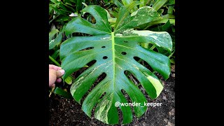 Plant T seed grown Monstera deliciosa variegata [upl. by Dagall]