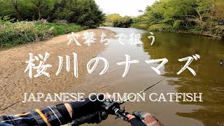 【stream fishing】Sakuragawa River Catfishing桜川の穴撃ちナマズ釣り [upl. by Lipson]