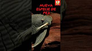 PEZ COME MADERAforyou curiosidades datoperturbador sabiasque shorts animals shortvideo [upl. by Ecirahs85]