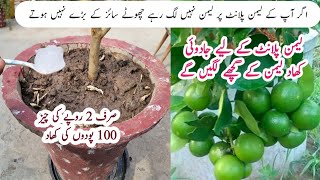 Best orgenic fertilizer for lemon plant  Nibu k liye spacial khad [upl. by Mandell86]