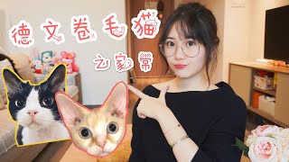 猫咪也有天生自来卷？德文卷毛猫（Devon Rex）等你来吸！ [upl. by Herald]