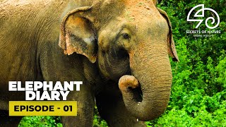 Elephant Diary  Episode  01  Why study elephant social behavior  with Dr Sumith Pilapitiya [upl. by Spiegelman]