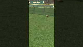 Groundhog tries to run under fence but is too fat [upl. by Enerak]