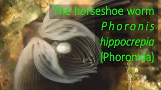 The horseshoe worm Phoronis hippocrepia Phoronida [upl. by Bunder]