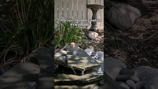 A female Brownheaded Cowbird visits the rock fountain [upl. by Nede]