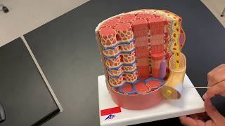 Anatomy of a Muscle Fiber [upl. by Gala]