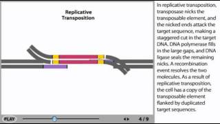 Transposons Animation  DNA transposable elements [upl. by Phillipp469]