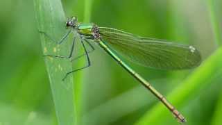 Banded Demoiselle Calopteryx splendens ♀  Gebänderte Prachtlibelle 5 [upl. by Roldan]