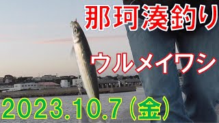 2023106那珂湊釣り ウルメイワシ、メジナ、ベラ釣れました。 [upl. by Reivaxe]