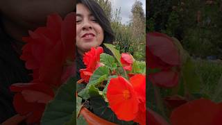 hermosisima begonia tuberosa flowers suculentas garden campo flores [upl. by Milton]