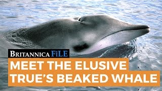 BRITANNICA FILE Meet the elusive Trues Beaked Whale  Encyclopaedia Britannica [upl. by Tanah]