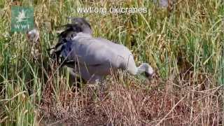 Common cranes nest building  WWT Slimbridge [upl. by Maurie]