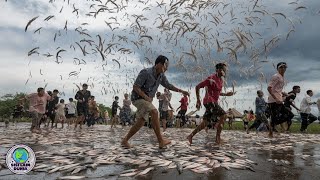 Warga Cirebon Gempar Ribuan Ikan Berjatuhan Dari Langit Fenomena Aneh Apa ini [upl. by Felise]