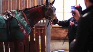 Christmas Jumper The full story of The Jockey Clubs Christmas Jumper photoshoot [upl. by Amick]