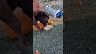 Oliver the Watusi Steer munching on pumpkin [upl. by Alletse]