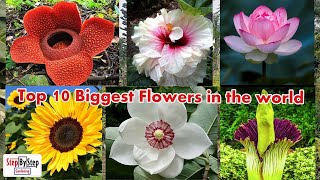 10 Biggest Flowers In The World [upl. by Zak]