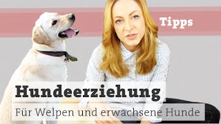 Hundeerziehung  Hund kommt nicht  Hundebegegnung  Korrigieren Welpenerziehung Hundetraining [upl. by Lehteb318]