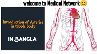 ARTERY SYSTEM IN HUMAN BODY INTRODUCTION OF ARTERY BANGLA 2024 [upl. by Adnilam534]