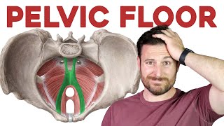 The Pelvic Floor Muscles Explained  Corporis [upl. by Strickman]