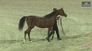 N 181 MALEEKA ERAB Arabian Horse International Show 2024 Fillies 2 Years Old Class 5B [upl. by Fabrice]