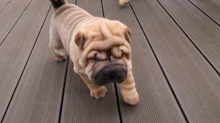 4 weeks sharpei pups first steps outside  and first vomit [upl. by Groves]