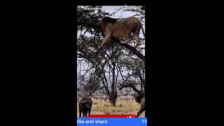 LION REMAIN THE KING OF JUNGLE youtube livestream [upl. by Femi]