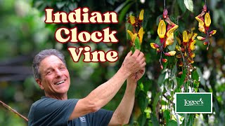 The Spectacular Indian Clock Vine [upl. by Evangelin261]