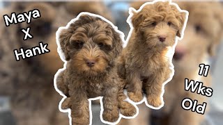 The last 2 Petite Aussie Australian Labradoodle Puppies  MayaXHank [upl. by Warfore301]