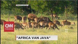 Serunya Berpetualang ke quotAfrica van Javaquot di Taman Nasional Baluran [upl. by Bran757]