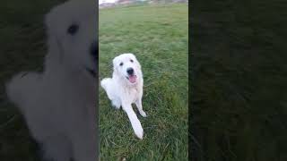 The Great Pyrenees as livestock guardian dog [upl. by Oina]