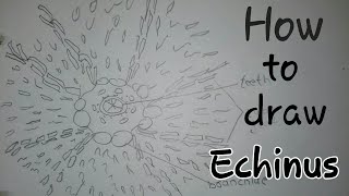 How to draw Echinus art and drawing step by step [upl. by Nnylakcaj]