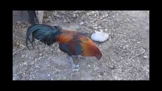 Mean Roosters  Chicken Behavior [upl. by Olympe250]