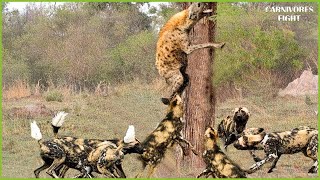 30 Scary Moments Wild Dogs And Hyenas Clash To The Death And Who Wins  Animal Fight [upl. by Merrily]