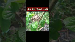 Shorts betel leaf plant [upl. by Aicilif771]