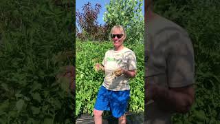 Got Tomato Diseases Lets Discuss Prevention [upl. by Nosak]