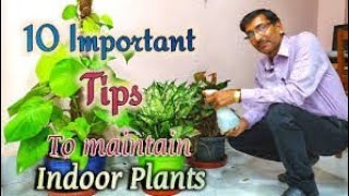 How to Take care Indoor Plants indoorplants [upl. by Av]