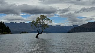 Lake Wānaka and That Tree🇳🇿Live from New Zealand [upl. by Flor611]