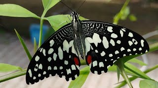 swallowtail lime butterfly🦋 papilio domelouscomplete life cyclebutterflylifecycle [upl. by Alley758]