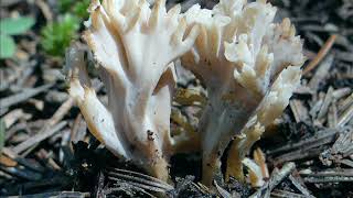 Clavulina coralloides [upl. by Ococ]