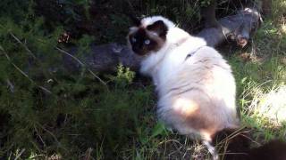 Un tigre blanc Birman aperçu dans la garrigue varoise [upl. by Ynnaffit]