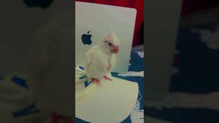 calopsitte birds oiseaux parrot snoupy cockatiel music pets sky cockatoo [upl. by Nwadal782]