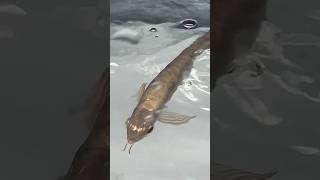 arowana Malaysian Golden Crossback top grade fish arowanalovers [upl. by Eilah825]