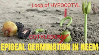 EPIGEAL GERMINATION IN NEEM SEED LIVE EXAMPLE [upl. by Uno627]